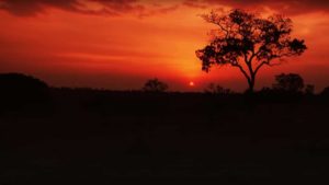 sunrise in the sarengetti in africa 1