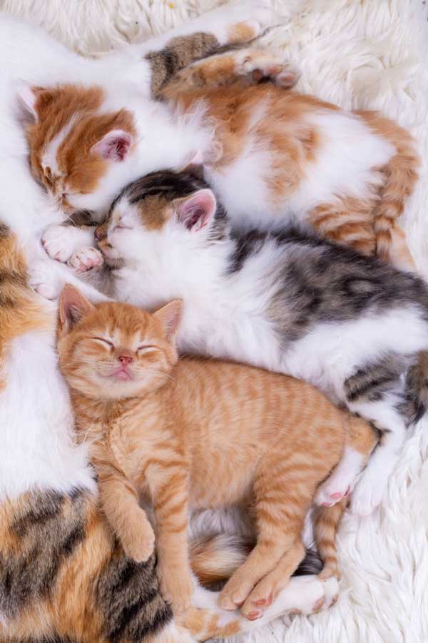 little or mother and cute kittens and cats